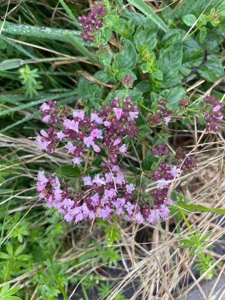Wilde marjolein (Origanum vulgare)